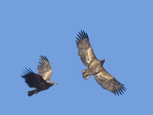 Merikotka, White-tailed Eagle, Haliaeetus albicilla